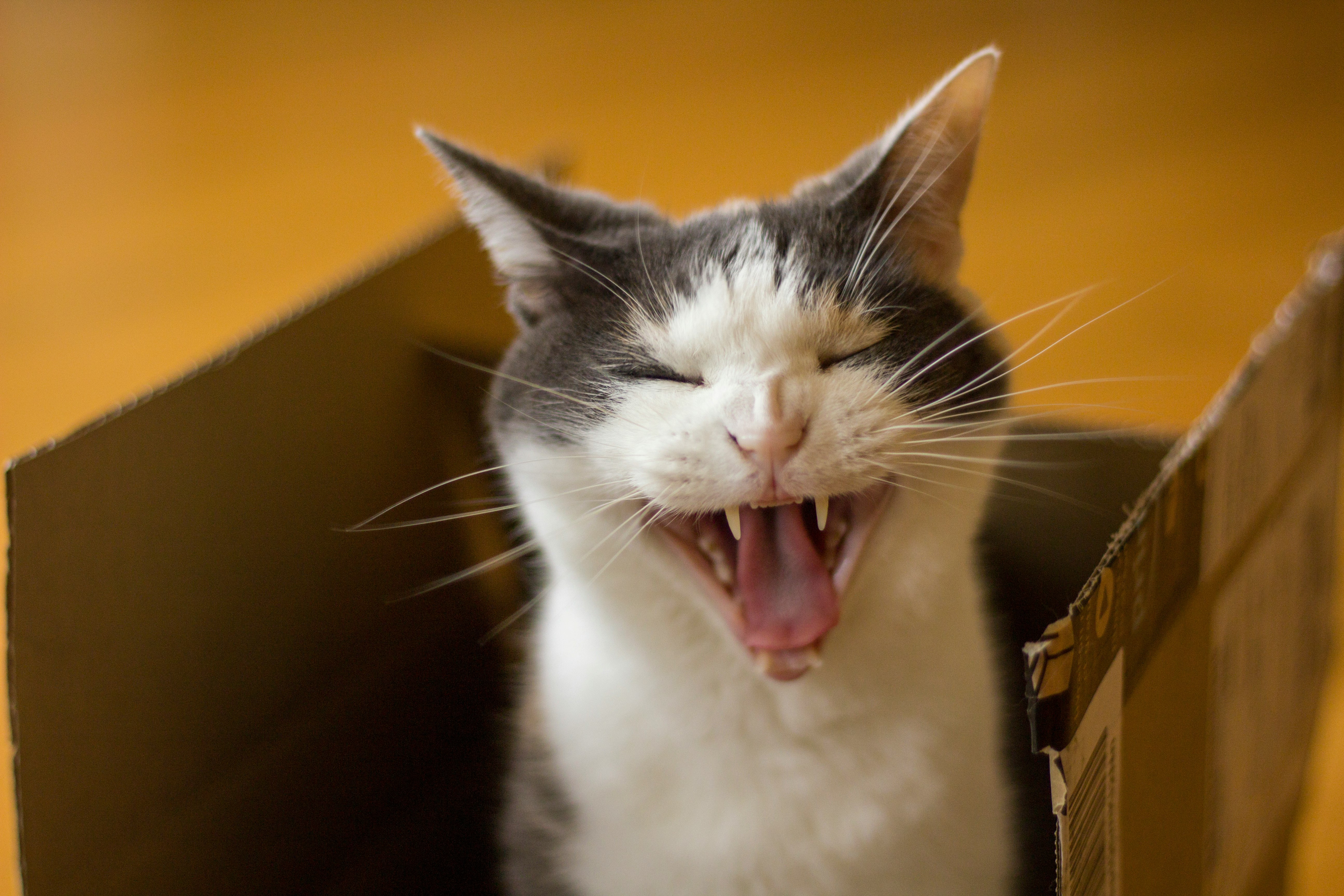 white and black cat on brown cardboard box